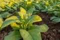 Tobacco field, Tobacco big leaf crops growing in tobacco plantation field Royalty Free Stock Photo