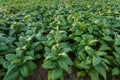 Tobacco field, Tobacco big leaf crops growing in tobacco plantation field Royalty Free Stock Photo