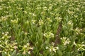 Tobacco field, Tobacco big leaf crops growing in tobacco plantation field Royalty Free Stock Photo