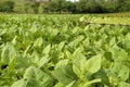 Tobacco field in Cuba