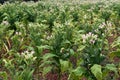 Tobacco field Royalty Free Stock Photo