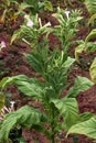 Tobacco field Royalty Free Stock Photo