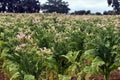 Tobacco field