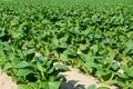 Tobacco field Royalty Free Stock Photo