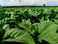 Tobacco plants with a corn field in the background Royalty Free Stock Photo