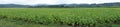 Tobacco field Royalty Free Stock Photo