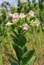 Tobacco field Royalty Free Stock Photo