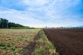 Tobacco field with sunlight Royalty Free Stock Photo