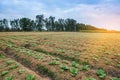 Tobacco field with sunlight Royalty Free Stock Photo