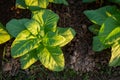 Tobacco field, Tobacco big leaf crops growing in tobacco plantation field Royalty Free Stock Photo