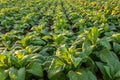 Tobacco field, Tobacco big leaf crops growing in tobacco plantation field Royalty Free Stock Photo