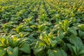 Tobacco field, Tobacco big leaf crops growing in tobacco plantation field Royalty Free Stock Photo