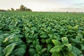 Tobacco field, Tobacco big leaf crops growing in tobacco plantation field Royalty Free Stock Photo