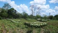 Tobacco field with tobacco leaves drying in the sun, Cuba Royalty Free Stock Photo