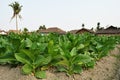 Tobacco field in a village Royalty Free Stock Photo