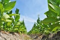 Tobacco Field in a Village Royalty Free Stock Photo