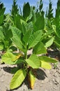 Tobacco Field in a Village Royalty Free Stock Photo