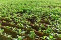 Tobacco Field - Vinales, Cuba Royalty Free Stock Photo