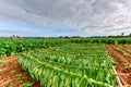 Tobacco Field - Vinales Valley, Cuba Royalty Free Stock Photo