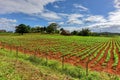 Tobacco Field - Vinales Valley, Cuba Royalty Free Stock Photo