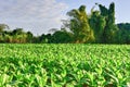 Tobacco Field - Vinales Valley, Cuba Royalty Free Stock Photo