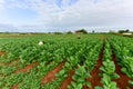 Tobacco Field - Vinales Valley, Cuba Royalty Free Stock Photo