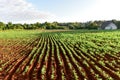 Tobacco Field - Vinales Valley, Cuba Royalty Free Stock Photo