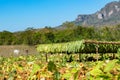 Tobacco field in Vinales valley in Cuba Royalty Free Stock Photo