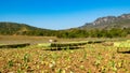 Tobacco field in Vinales valley in Cuba Royalty Free Stock Photo