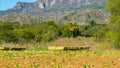 Tobacco field in Vinales valley in Cuba Royalty Free Stock Photo