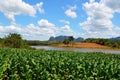 Tobacco fields around Puerto Esperanza, Cuba Royalty Free Stock Photo