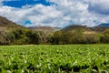 Tobacco fields San Juan de Limay Madriz Nicaragua