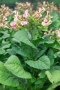 Tobacco flower Royalty Free Stock Photo