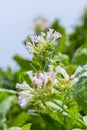 Tobacco flower in outside of Dhaka, manikganj, Bangladesh.