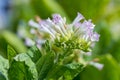 Tobacco flower in outside of Dhaka, manikganj, Bangladesh.