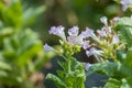 Tobacco flower in outside of Dhaka, manikganj, Bangladesh.