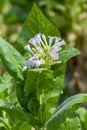 Tobacco flower in outside of Dhaka, manikganj, Bangladesh.