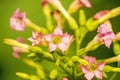 Tobacco flower in summertime