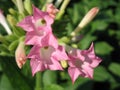 Tobacco flowers Royalty Free Stock Photo