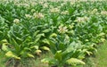 Tobacco Flowers In Farm Plant Royalty Free Stock Photo