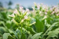 Tobacco Flowers In Farm Plant Royalty Free Stock Photo