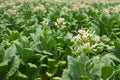 Tobacco Flowers In Farm Plant