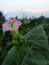 Tobacco Flowers and Leaves Native to Temanggung