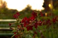 Tobacco flowers in the ray of the setting sun. A plant with a strong odor. Bright burgundy flowers Royalty Free Stock Photo