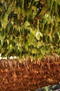 Tobacco hanging for drying