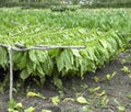 Tobacco harvest