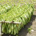 Tobacco harvest