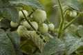 Tobacco Hornworm caterpillar