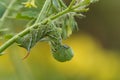 Tobacco Hornworm caterpillar (Manduca sexta) on tomato plant