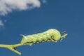 Tobacco Hornworm - Manduca sexta Royalty Free Stock Photo